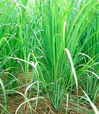 Plantas Frutales
